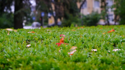 Green bushes in a line in a park