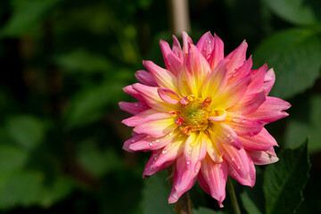 Pink rose dahlia flower on the plant