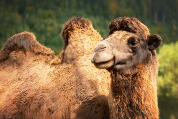 Brown camel portrait on green forest background. Animal photography