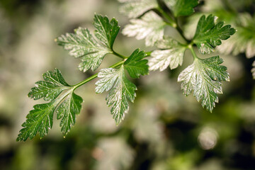 detail of a parsley branch, green perfume or perrixil. Plant used as a culinary condiment