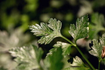 detail of a parsley branch, green perfume or perrixil. Plant used as a culinary condiment