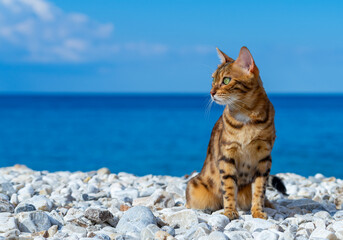 The cat is sitting on a rocky beach.