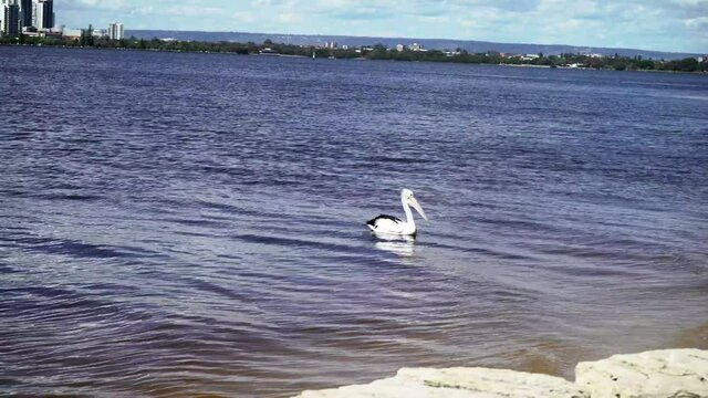 native and exotic birds active on the South Perth shore