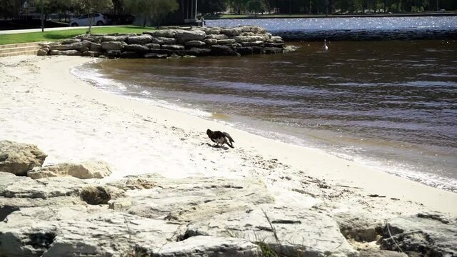 native and exotic birds active on the South Perth shore