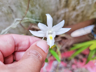 fingers holding a white wild orchid flower. Dendrobium crumenatum