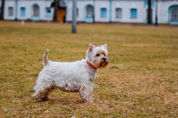 Saint Petersburg, Russia - 20 September 2021: West highland white terrier