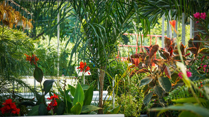 Interior of a lush greenhouse with tropical plants