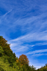 autumn landscape with trees