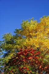 Naklejka premium Bunte Baumlandschaft im Herbst bei Sonnenschein und blauem Himmel