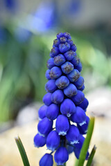 blue hyacinth flower