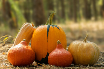Variety of pumpkins outside on a fall forest background