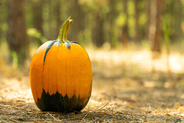 Pumpkin on forest floor covered with tree bark. An ideal image for fall, halloween, thanksgiving, holiday themes