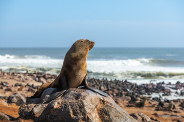 Fur seal enjoy the heat of the sun at the Cape Cross seal colony in Namibia, Africa. Wildlife photography