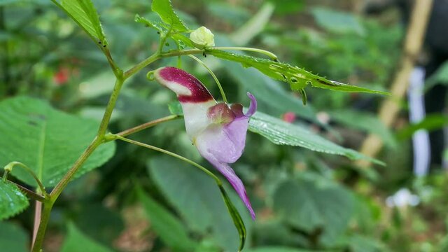 Rare parrot flower a similar shape of parrot hanging on stem in forest