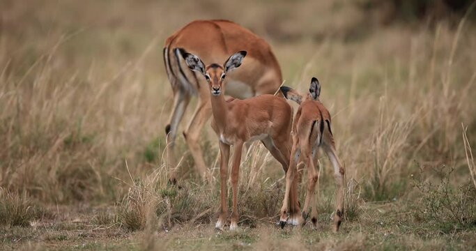 young impala eat grass in the savannah