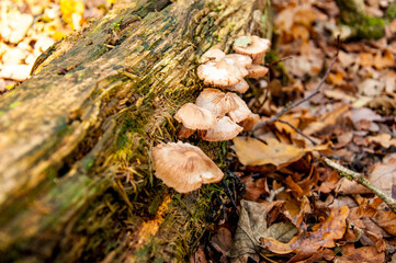 Autumn fungus