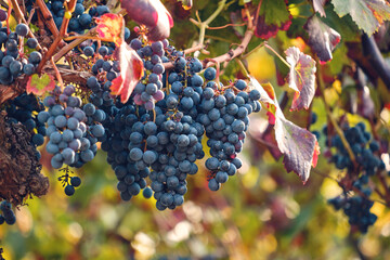 Grape vine ripe fruits