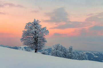 Fototapeta na wymiar Amazing winter landscape with a lonely snowy tree on a mountains valley. Pink sunrise sky glowing on background. Landscape photography