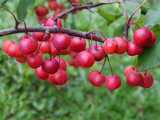 Malus purpurea - crab apple tree with red,ripe fruits in summer