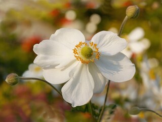 white flowers of anemone plant in a garden close up