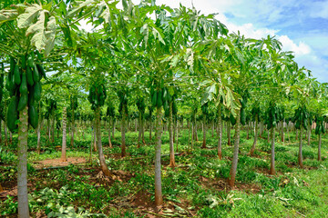 papaya tree in agricultural plantation
