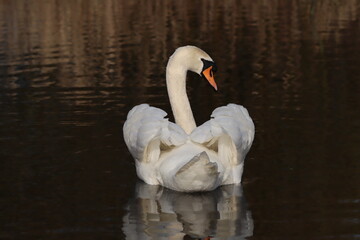 swan on the lake