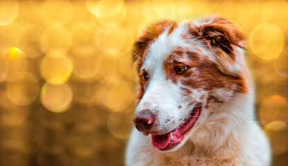 Happy dog looking to the side and defocused golden background with bokeh.