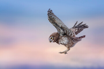 Flying owl. Nature background. Little Owl. Athene noctua.