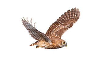Flying owl. Nature background. Little Owl. Athene noctua.