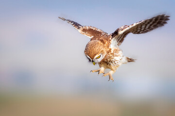 Flying owl. Nature background. Little Owl. Athene noctua.