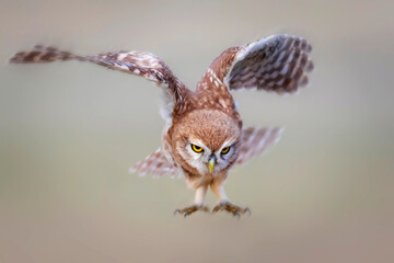 Flying owl. Nature background. Little Owl. Athene noctua.
