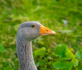 An astonishing number of wild greylag geese make the Faroe Islands their home in the summer.