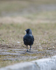 Beautiful urban black crows walk on the grass.