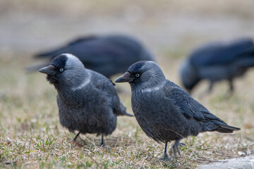 Beautiful urban black crows walk on the grass.