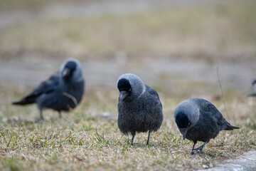 Beautiful urban black crows walk on the grass.