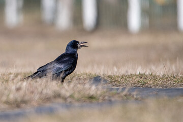 Obraz premium Beautiful urban black crows walk on the grass.