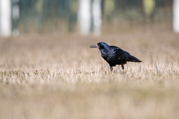 Beautiful urban black crows walk on the grass.