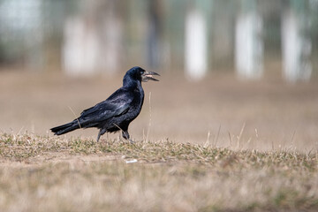 Beautiful urban black crows walk on the grass.