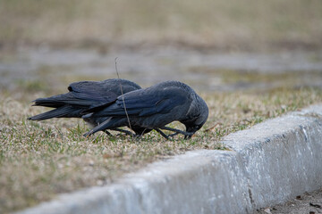 Beautiful urban black crows walk on the grass.