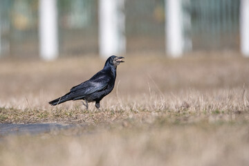 Beautiful urban black crows walk on the grass.
