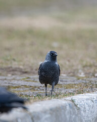 Beautiful urban black crows walk on the grass.