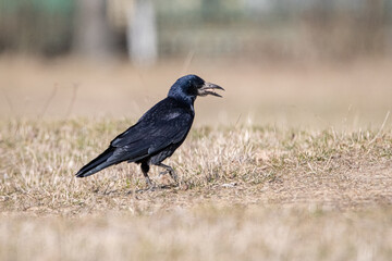 Beautiful urban black crows walk on the grass.