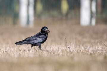Beautiful urban black crows walk on the grass.