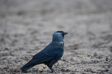 Beautiful urban black crows walk on the grass.