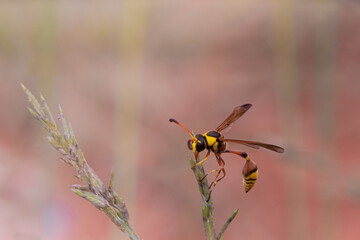 yellow Jacket wasp-type insects in their habitat are very unique if taken from close range
