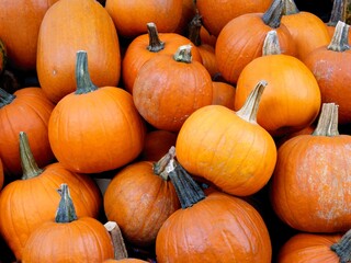 various multicolor pumpkins as vegetarian food and decoration