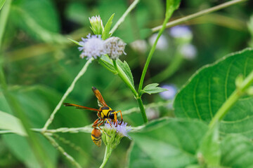 yellow Jacket wasp-type insects in their habitat are very unique if taken from close range