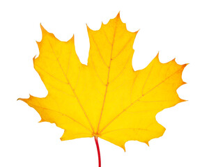Beautiful bright orange autumn leaf isolated on the white background