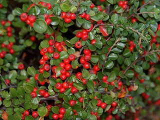 Obraz premium red berries on cotoneaster horizontalis bush