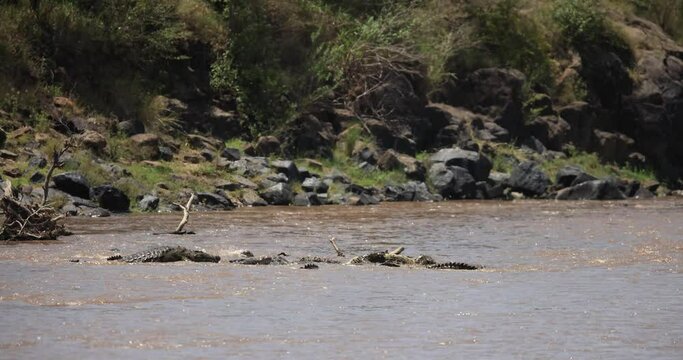 crocodiles eat zebra in the river
